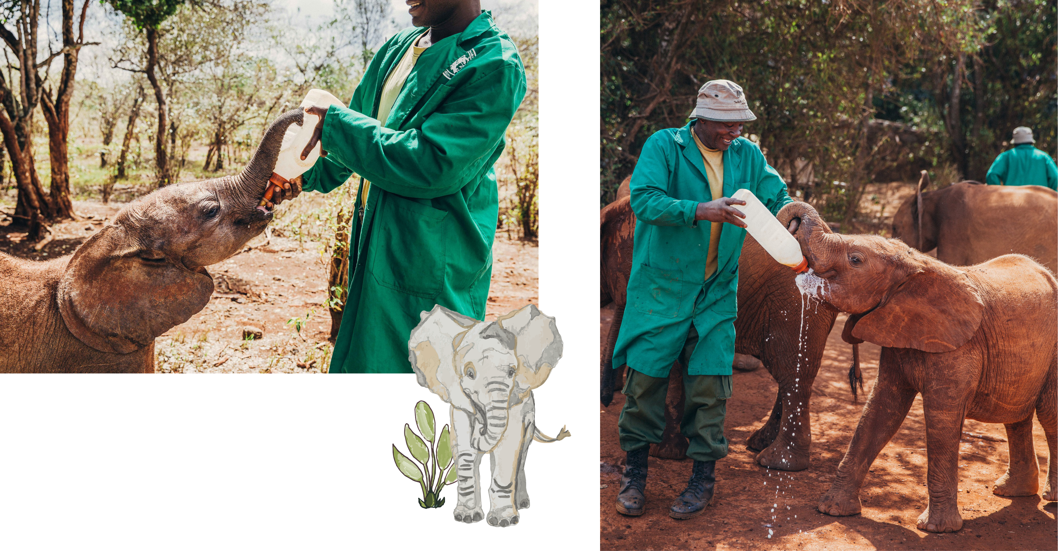 Feeding Orphan Elephants