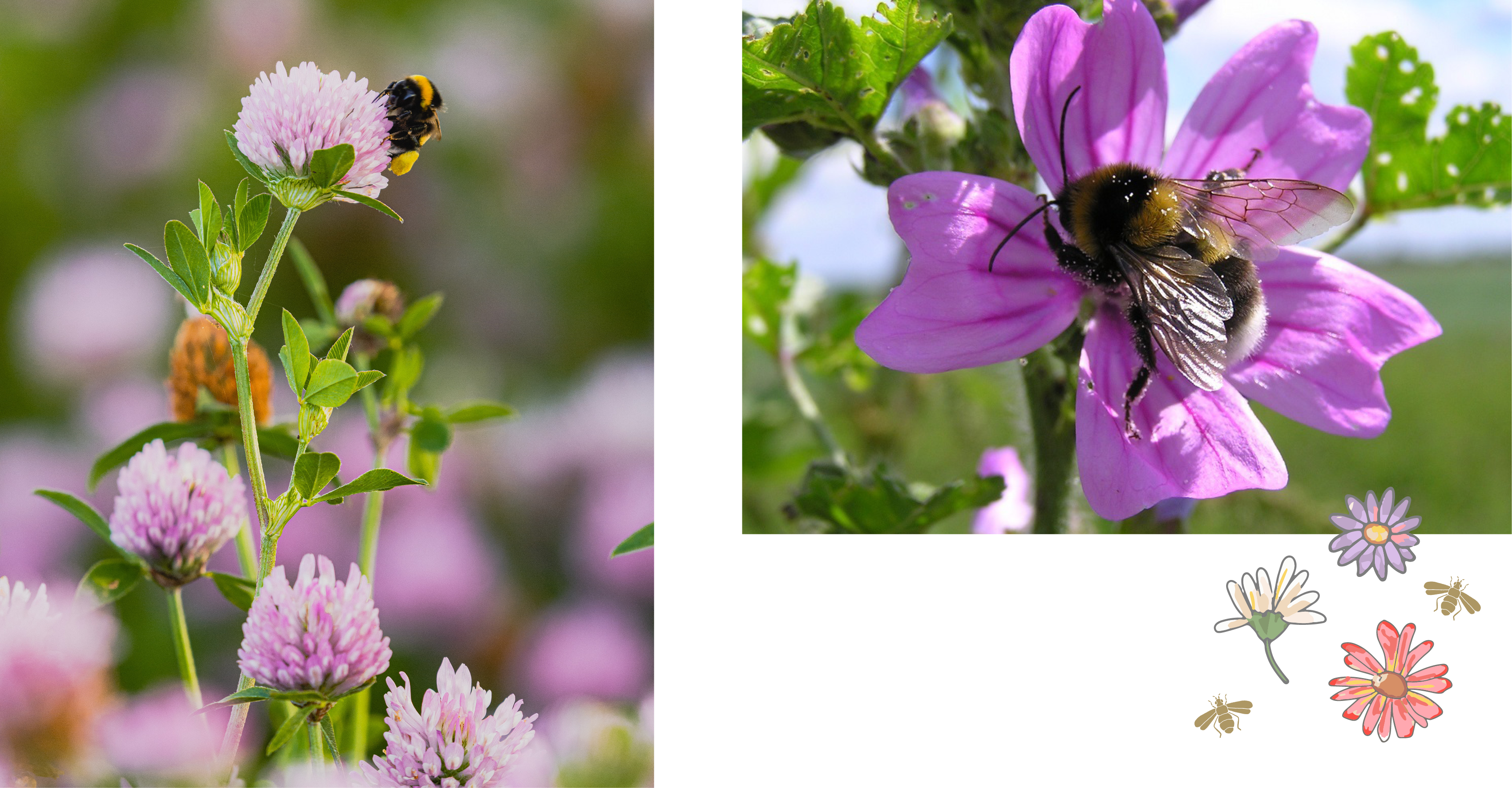 Planting Wildflower Seeds