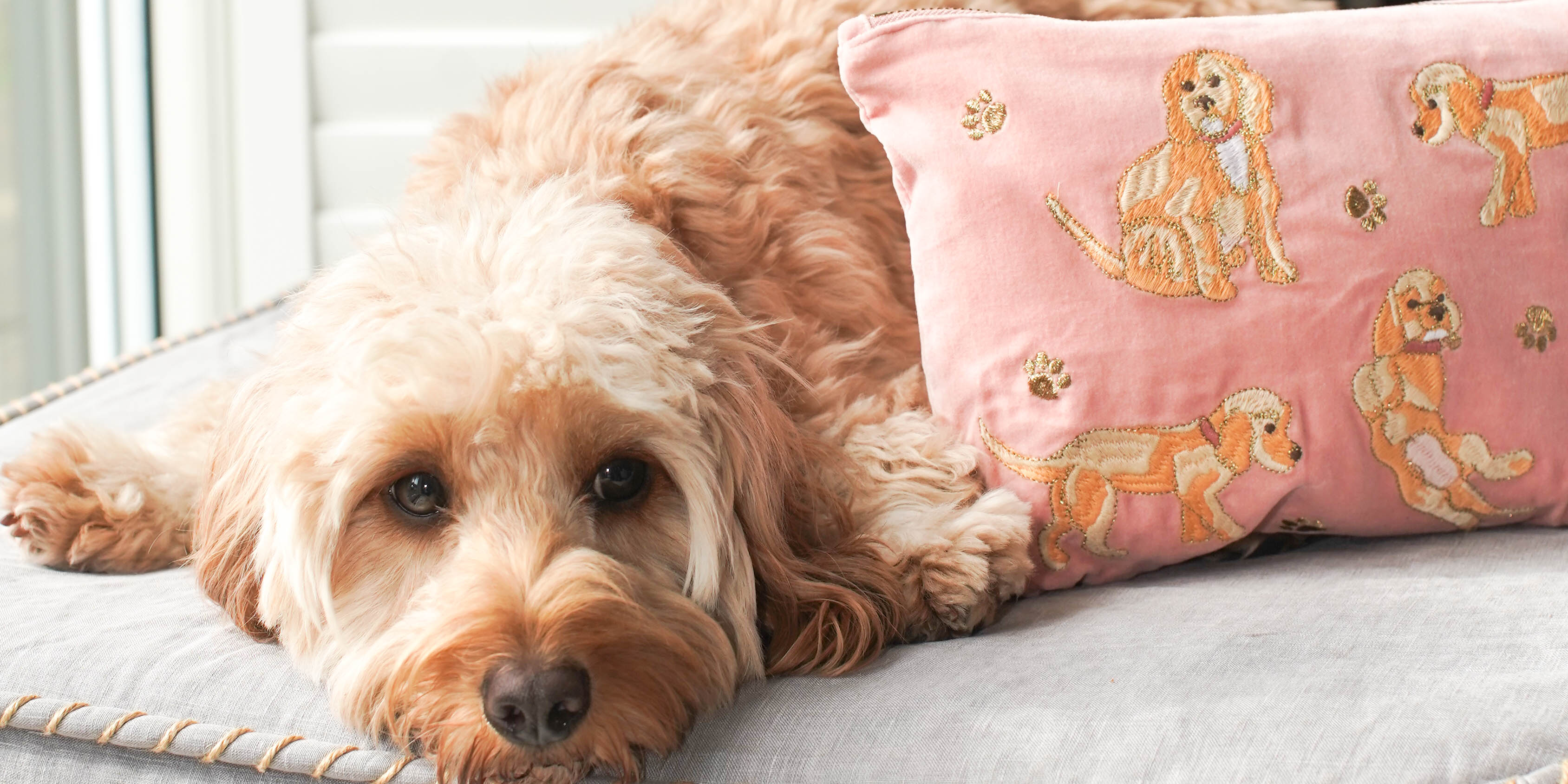 little Cockapoo pup