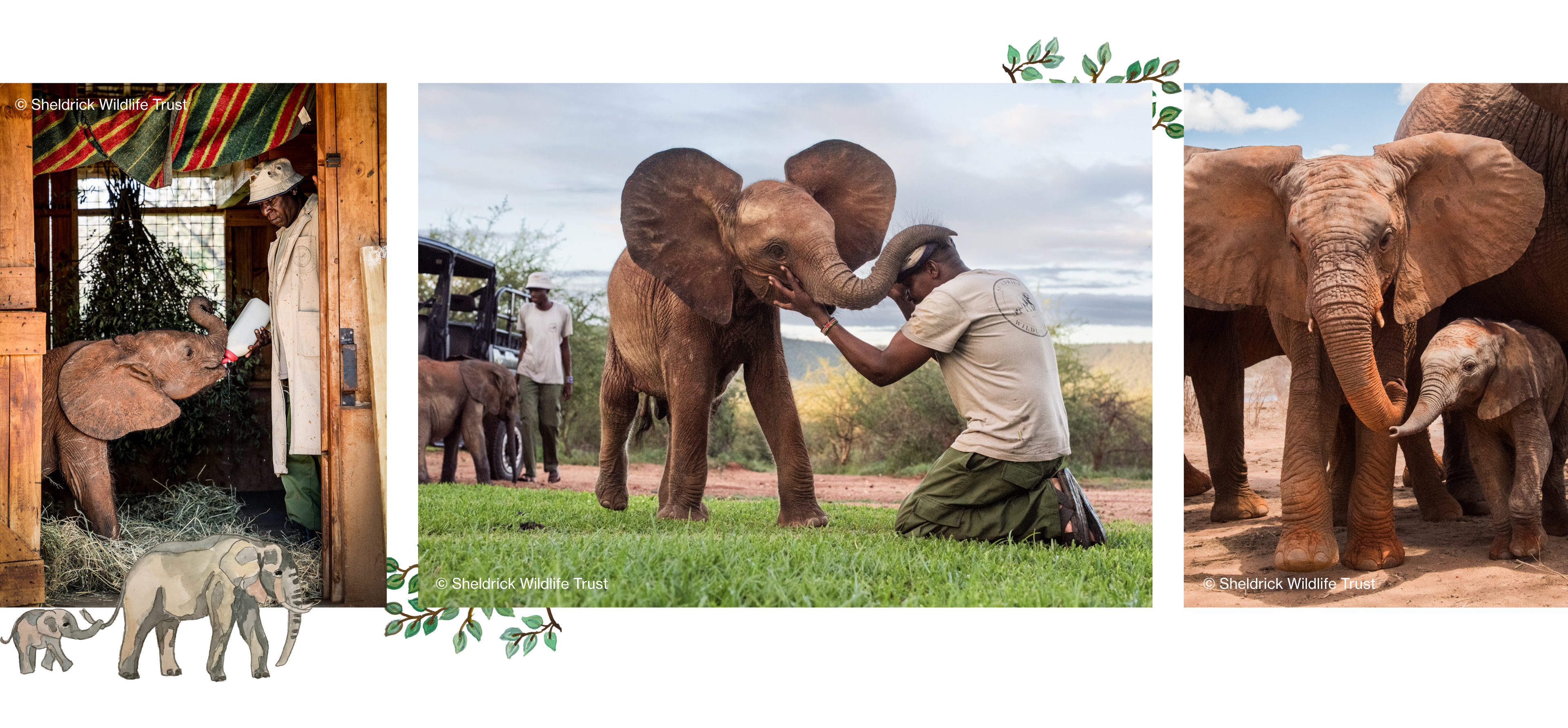Working Together to Protect Orphan Elephants