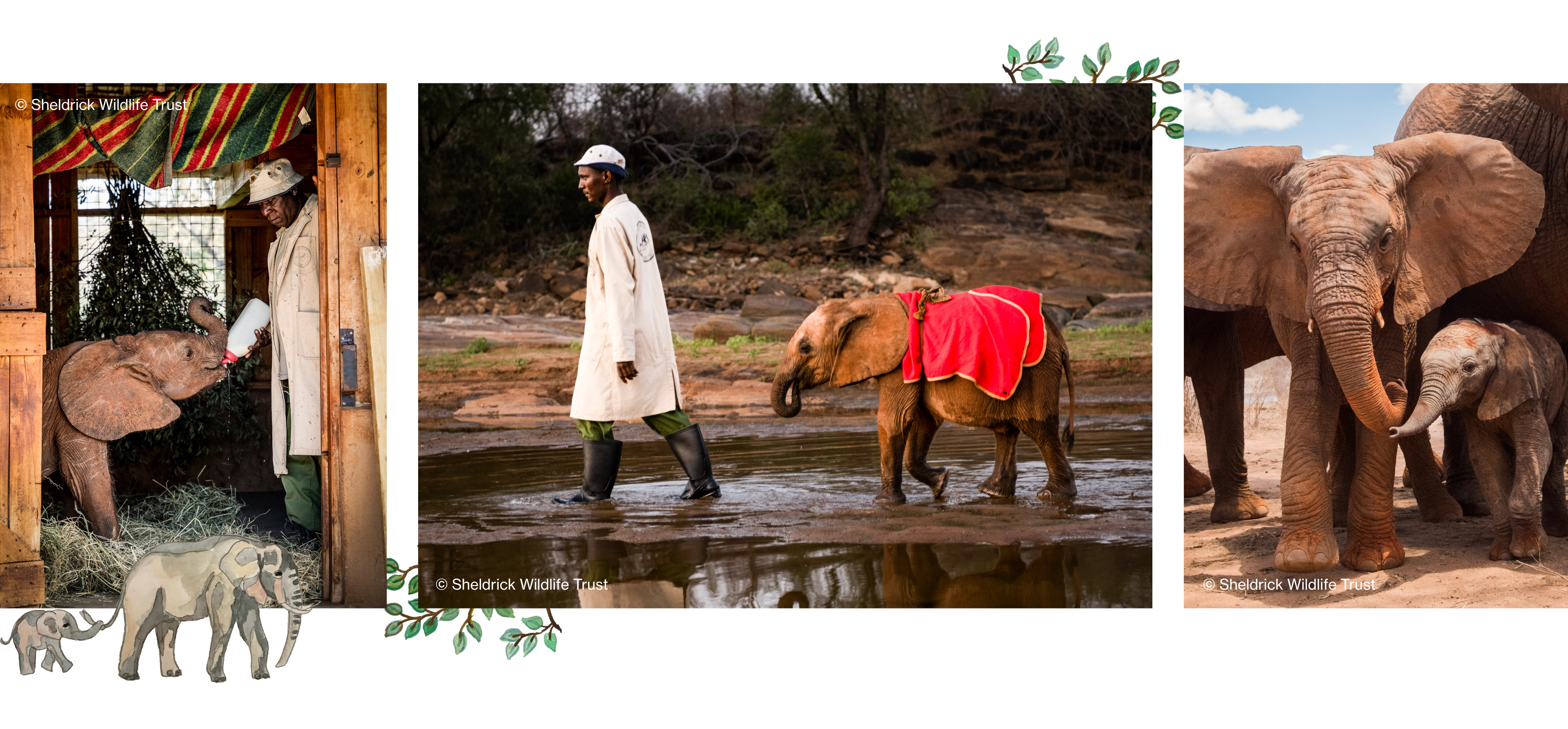 Working Together to Protect Orphan Elephants