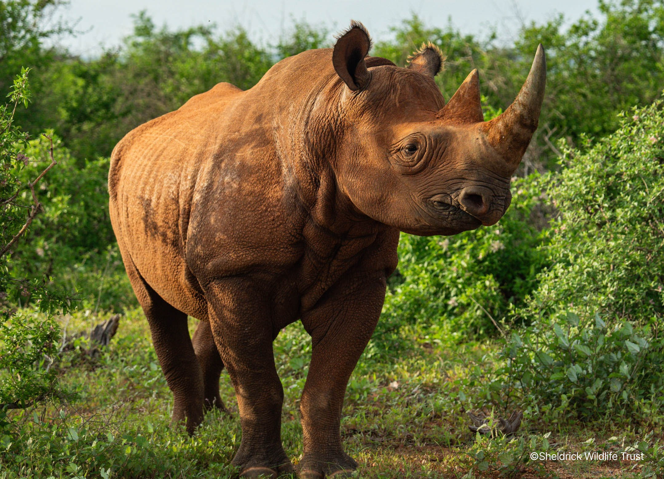 A tale of hope & recovery for black rhinos