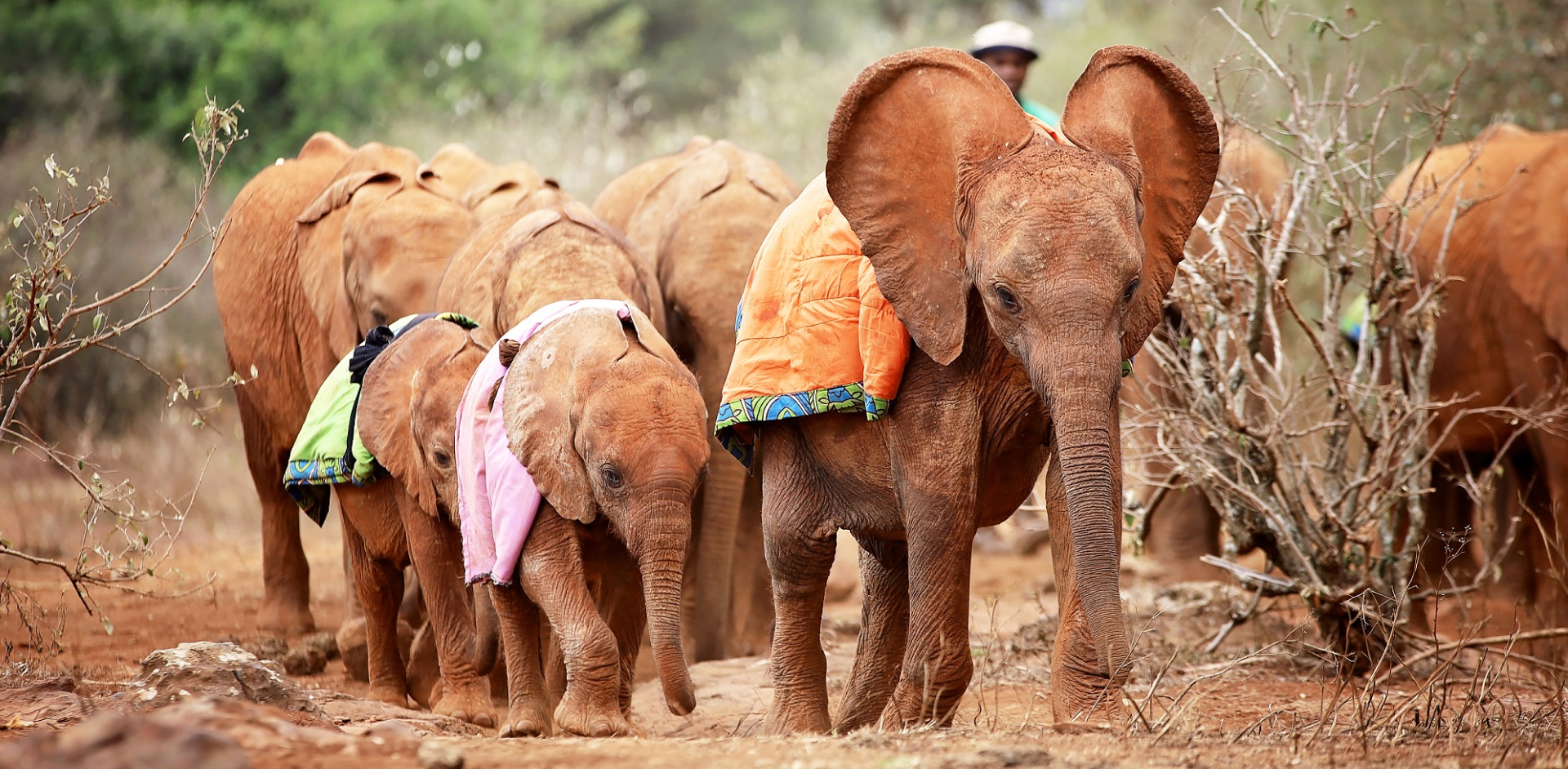 Meet the orphans