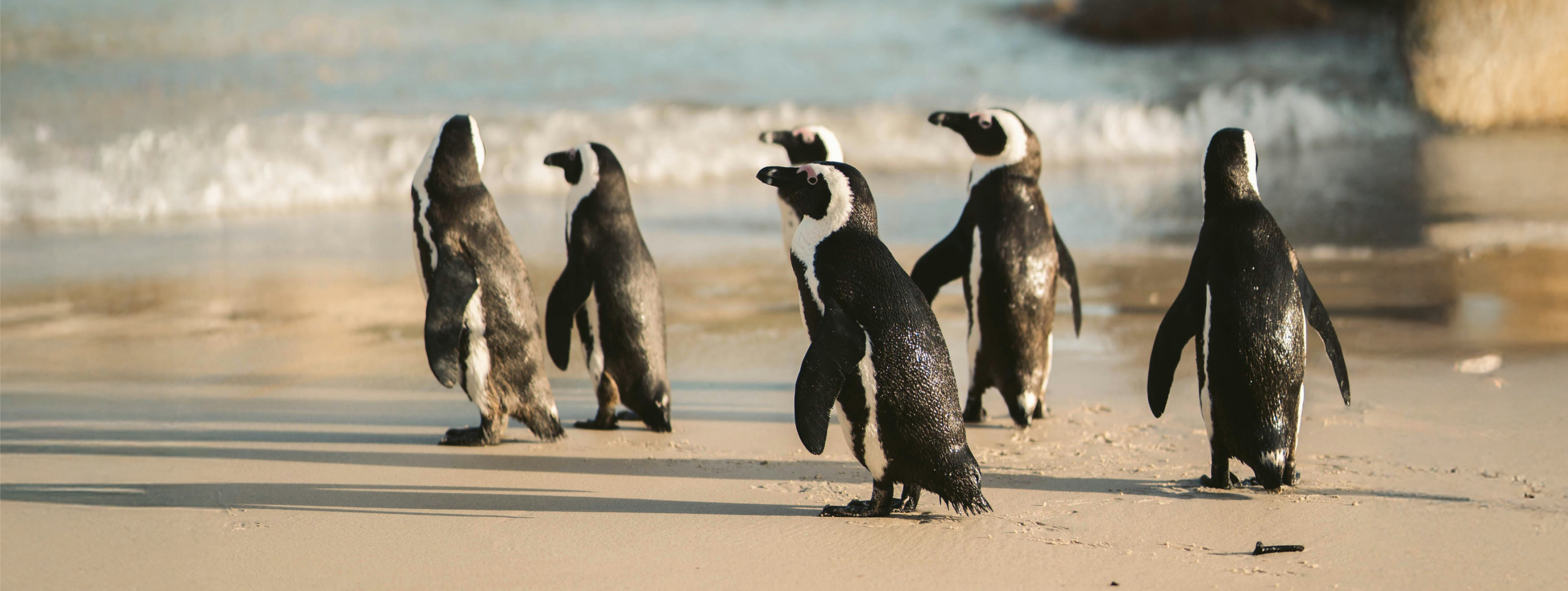 Protecting Penguins Together
