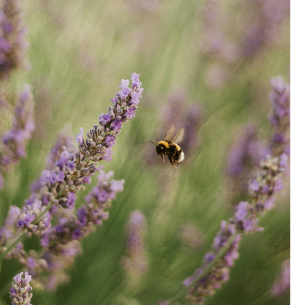 Giving bees a home