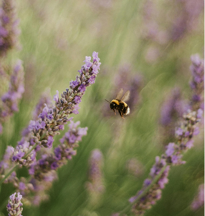 Giving bees a home