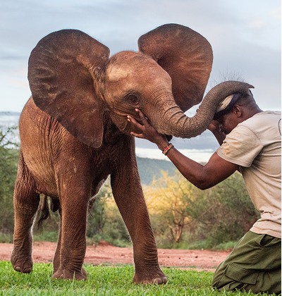 Adopting Orphan Elephants 