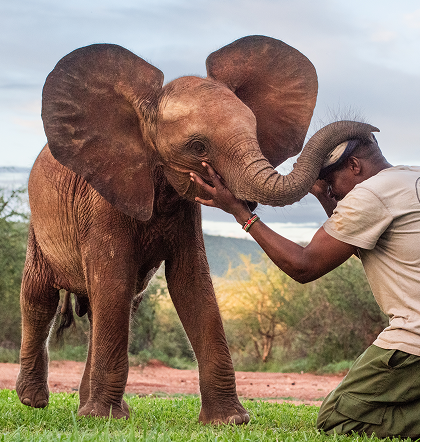 Adopting Orphan Elephants 
