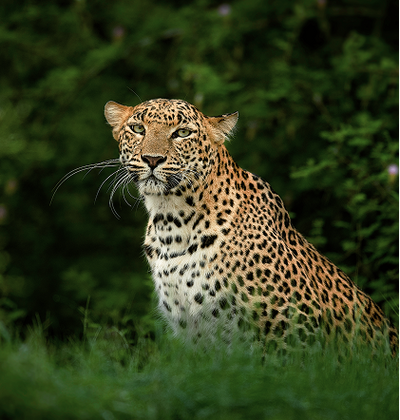 Rewilding spaces for Leopards 
