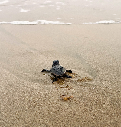 Protecting Turtle Hatchlings