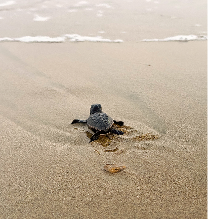 Protecting Turtle Hatchlings