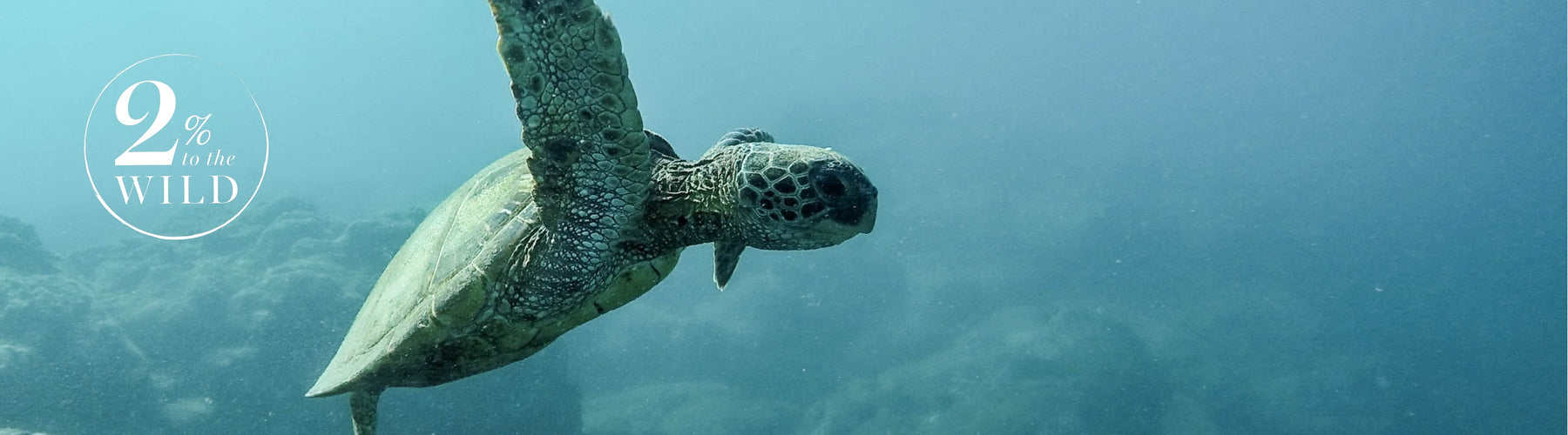 This summer, support wildlife with Elizabeth Scarlett